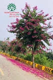 HOA BAN