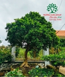 Cây Hoa Nguyệt Quế