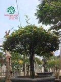 CÂY HOA MẪU ĐƠN TA (TRUYỀN THỐNG)