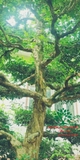 Cây Hoa Nguyệt Quế