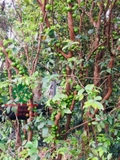 CÂY NHO THÂN GỖ