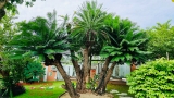 CÂY THIÊN TUẾ