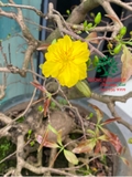 CÂY HOA  MAI VÀNG