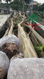 THÌ CÔNG THỰC TẾ 94