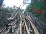 THÌ CÔNG THỰC TẾ 94