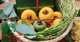 CÂY THỊ