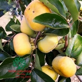 CÂY HỒNG GIÒN