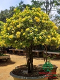 CÂY HOA MẪU ĐƠN TA (TRUYỀN THỐNG)