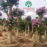 Cây Bằng Lăng