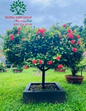 CÂY HOA MẪU ĐƠN TA (TRUYỀN THỐNG)