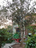 CÂY HOA MỘC HƯƠNG