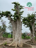 CÂY DUỐI