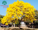 Cây Phong Linh