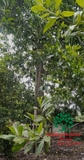 CÂY TAI CHUA