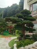 Tùng La Hán