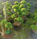 CÂY MAI CHIẾU THỦY