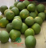 CÂY BƯỞI