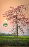 Cây Gạo