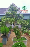 Cây Hoa Nguyệt Quế