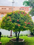 CÂY HOA MẪU ĐƠN TA (TRUYỀN THỐNG)