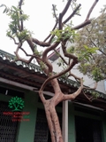 CÂY ỔI