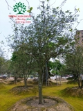 CÂY HOA MỘC HƯƠNG