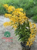 Hoa Lan