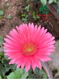 HOA ĐỒNG TIỀN