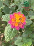 HOA CẨM TÚ CẦU