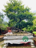 Cây Hồng Xiêm