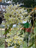 Hoa Lan