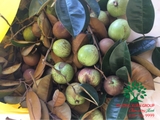 Cây Vú Sữa