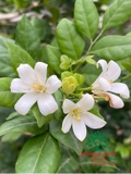 Cây Hoa Nguyệt Quế
