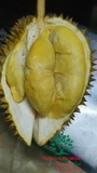 Cây Sầu Riêng