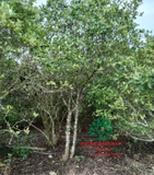 CÂY DÀNH DÀNH