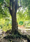 Cây Khế
