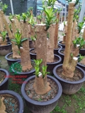 HOA THIẾT MỘC LAN