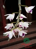 Hoa Lan