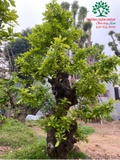 Cây Lộc Vừng