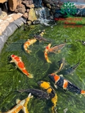 Hồ cá Koi 49