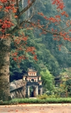 Cây Gạo