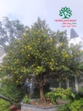 CÂY MAI TỨ QUÝ