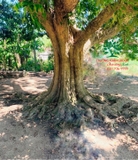 Cây Nhãn