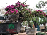 Hoa Giấy