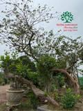 CÂY ỔI