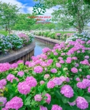 HOA CẨM TÚ CẦU