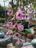 Hoa Lan
