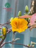 CÂY HOA  MAI VÀNG