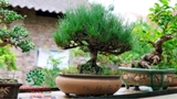 Bon sai