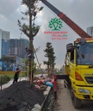 Thi công thực tế 84